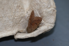 Orthosia pacifica