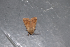 Orthosia pacifica