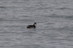 Podiceps cristatus