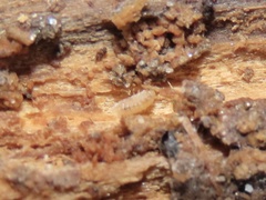 Haplophthalmus danicus image