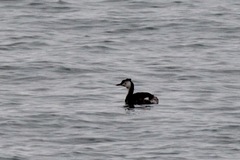 Podiceps cristatus