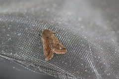 Orthosia pacifica