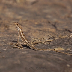 Spiny-Headed Fan-Throated Lizard photo 4