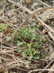 Medicago minima