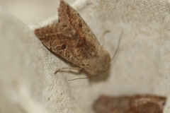 Orthosia pacifica