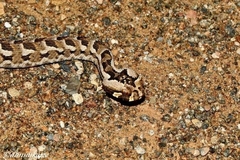Bitis cornuta