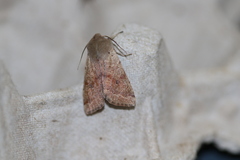 Orthosia pacifica