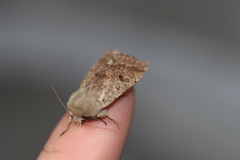 Orthosia pacifica