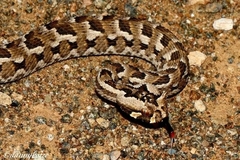 Bitis cornuta