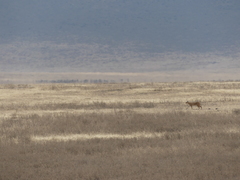 Caracal caracal