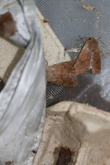 Orthosia pacifica