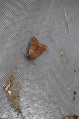 Orthosia pacifica