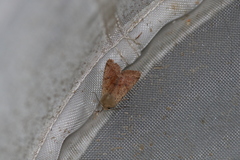 Orthosia pacifica