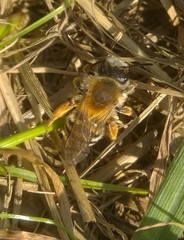 Andrena gravida