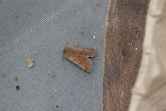 Orthosia pacifica