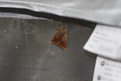 Orthosia pacifica