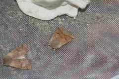 Orthosia pacifica