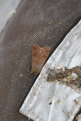 Orthosia pacifica