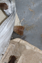 Orthosia pacifica