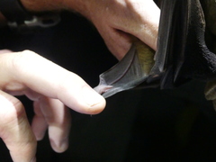 Rousettus aegyptiacus