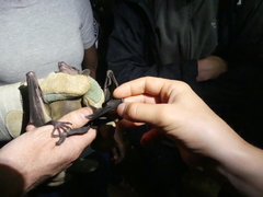 Rousettus aegyptiacus