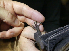 Rousettus aegyptiacus