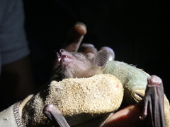 Rousettus aegyptiacus