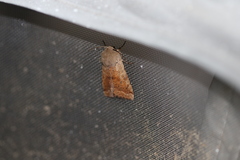 Orthosia pacifica