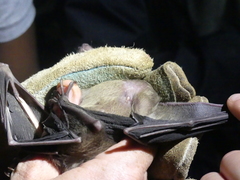 Rousettus aegyptiacus