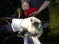 Rousettus aegyptiacus