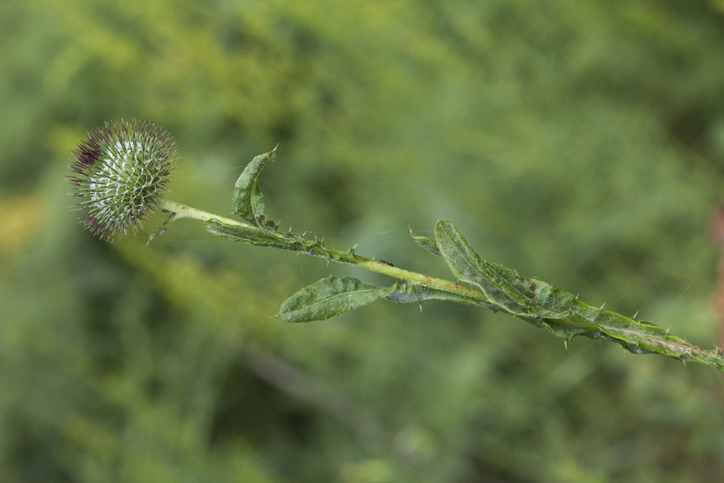 Cousinia sewerzowii