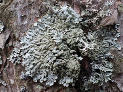 Hypogymnia farinacea