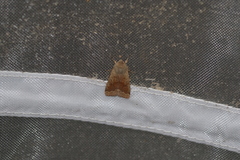 Orthosia pacifica