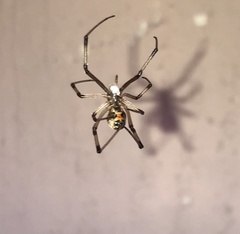 Latrodectus geometricus