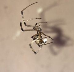 Latrodectus geometricus