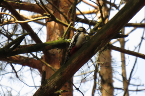 Didysis margasis genys