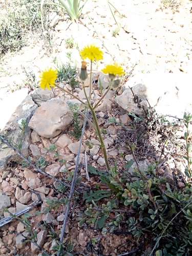 Crepis vesicaria subsp. vesicaria image