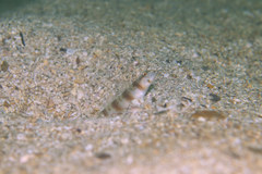 Amblyeleotris japonica