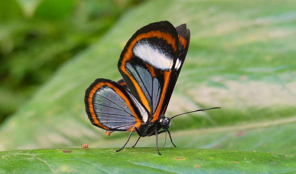 Ithomeis aurantiaca