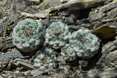 Strombocactus disciformis disciformis