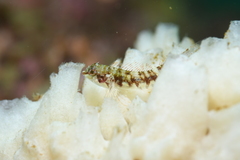 Enneapterygius etheostoma