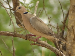 Streptopelia vinacea