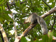 Heliosciurus undulatus