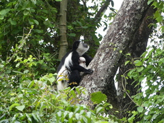 Colobus caudatus