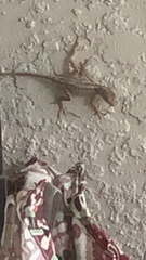 Anolis sagrei