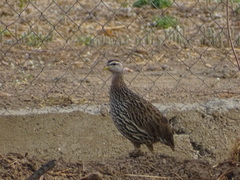 Pternistis bicalcaratus