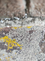 Diplotomma alboatrum