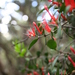 Red Mistletoe - Photo (c) Wildlife Travel, some rights reserved (CC BY-NC-ND)
