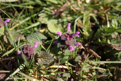 Lamium purpureum