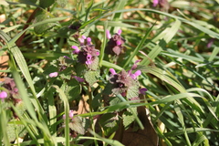 Lamium purpureum